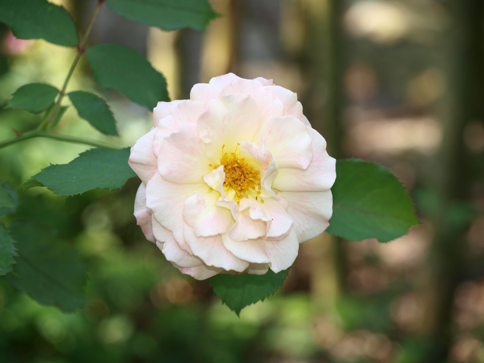 Olympus E-420 (EVOLT E-420) sample photo. Rose, blossom, bloom photography