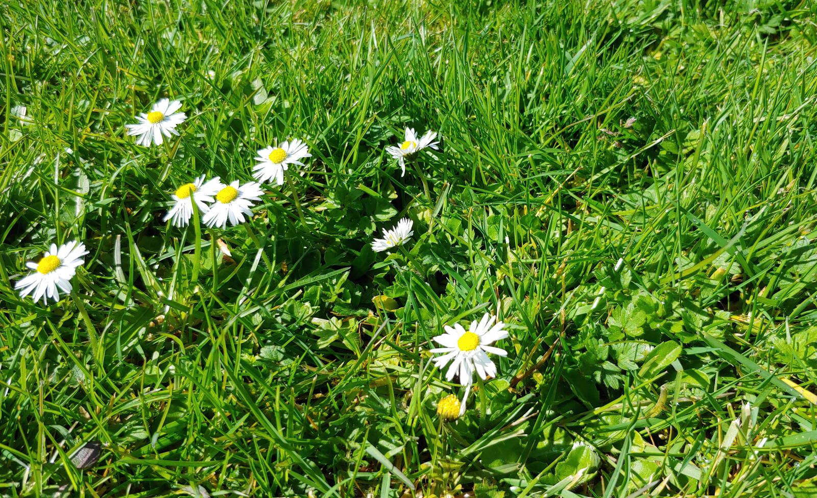 LG G7 THINQ sample photo. Flowers, meadow, white photography