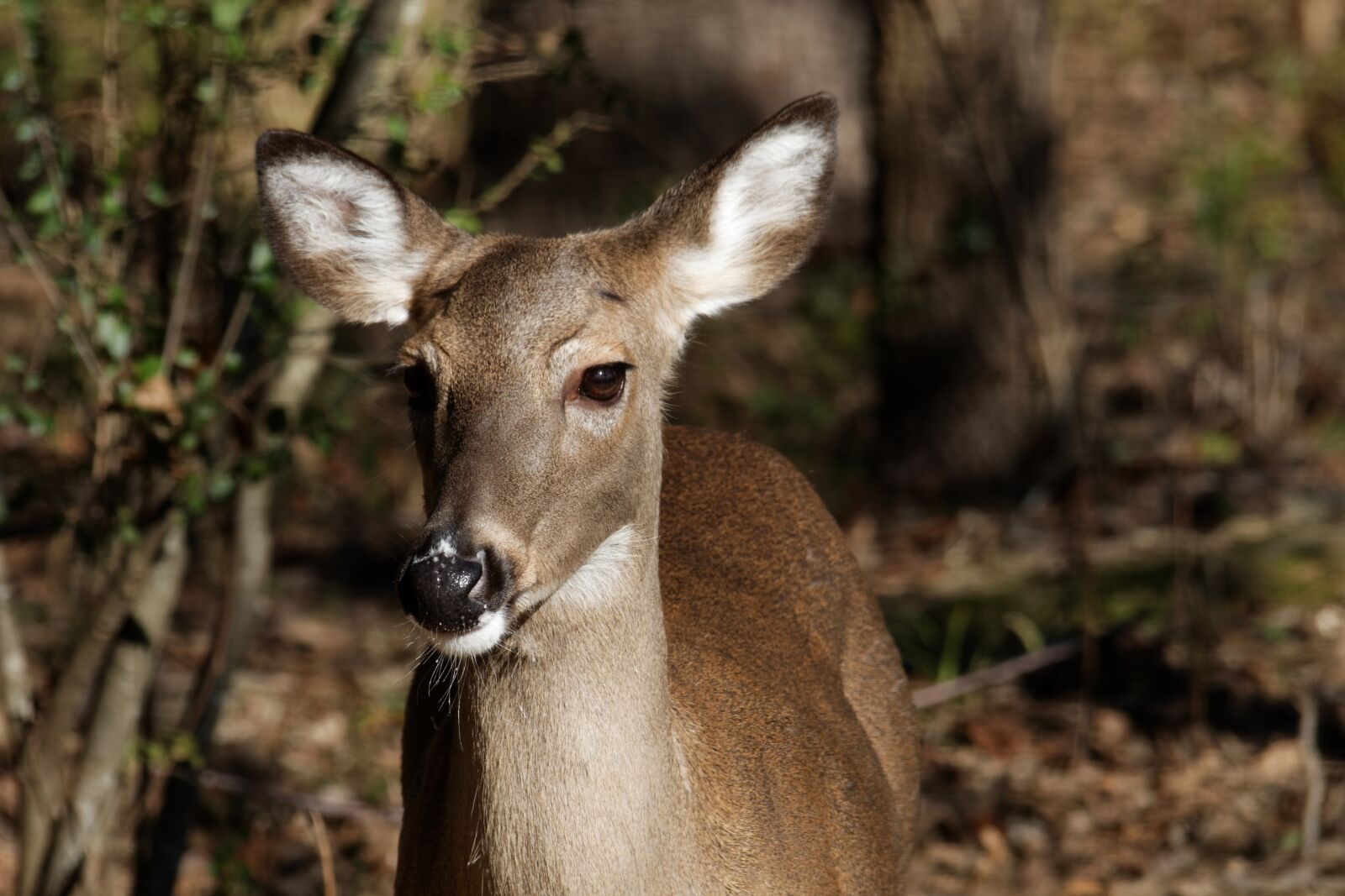 Canon EOS 70D sample photo. Whitetail doe, deer, doe photography