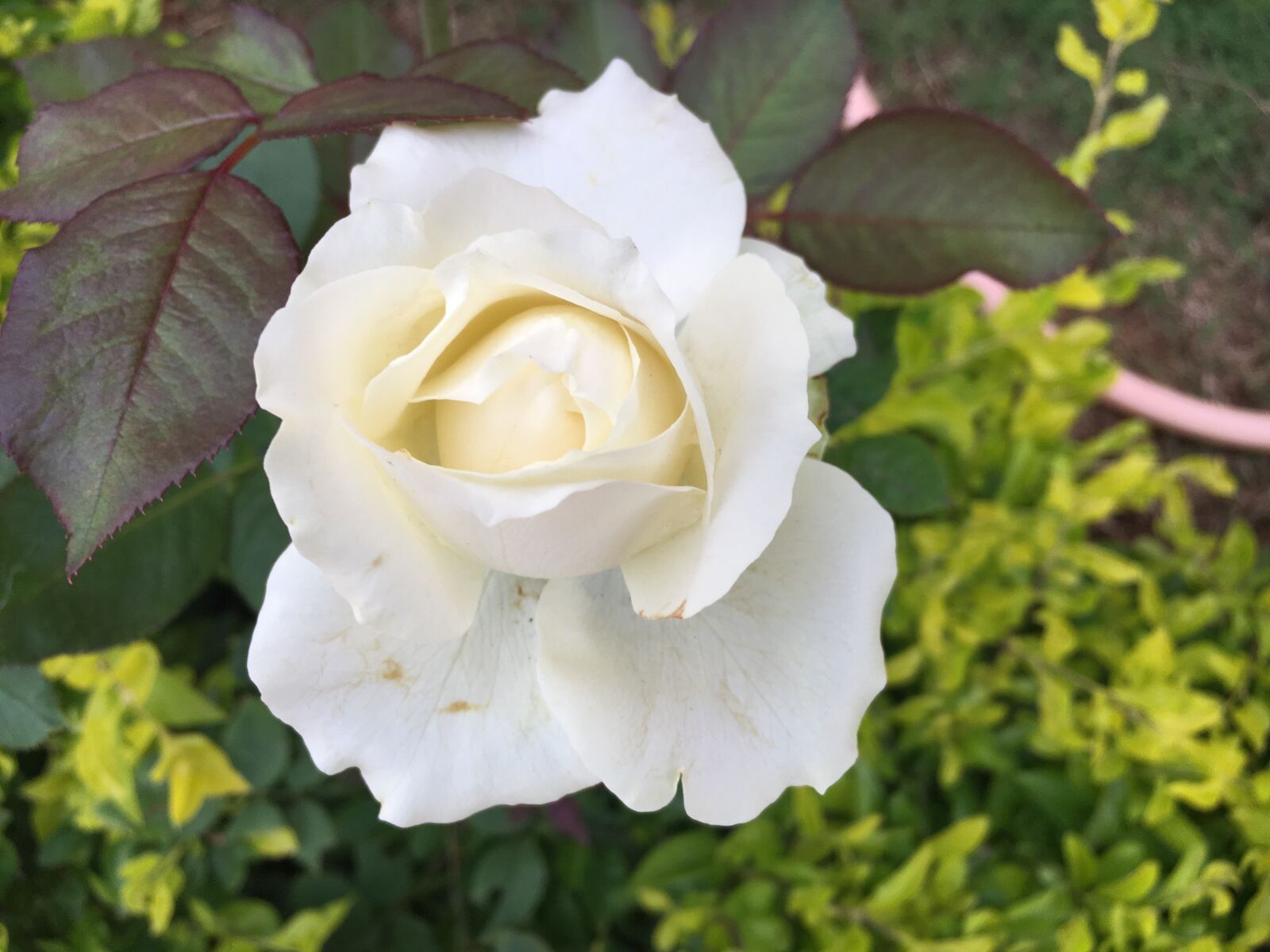 Apple iPhone 6s sample photo