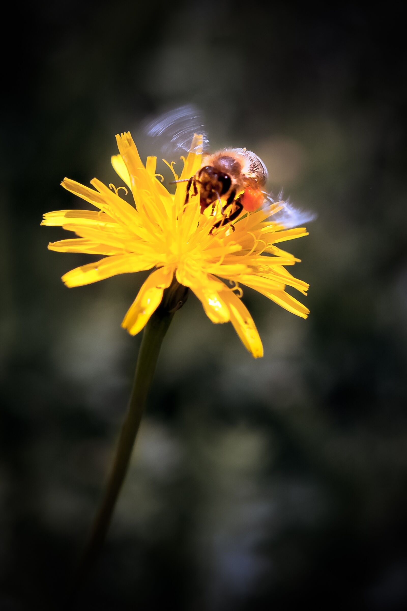 Canon EOS 40D sample photo. Dandelion, bee, yellow photography