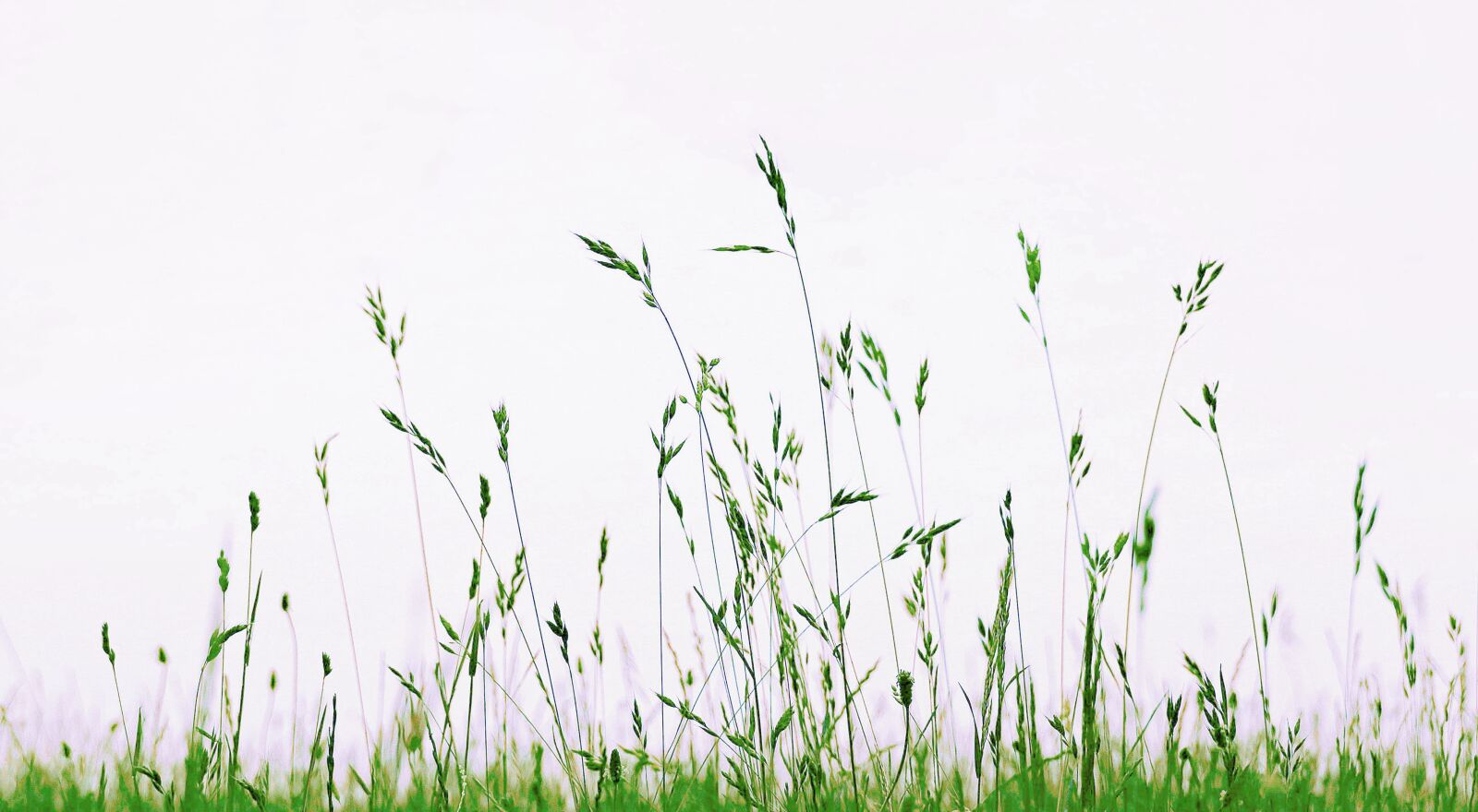 Canon EF-S 55-250mm F4-5.6 IS STM sample photo. Meadow, grass, nature photography