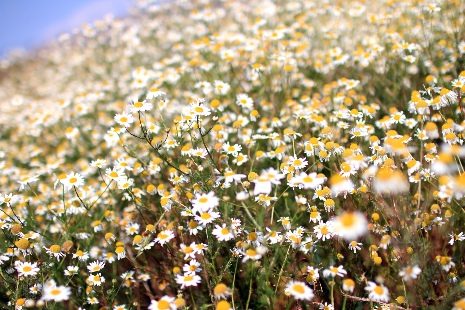 Sigma 30mm F1.4 EX DC HSM sample photo. Flowers, marguerites, summer photography