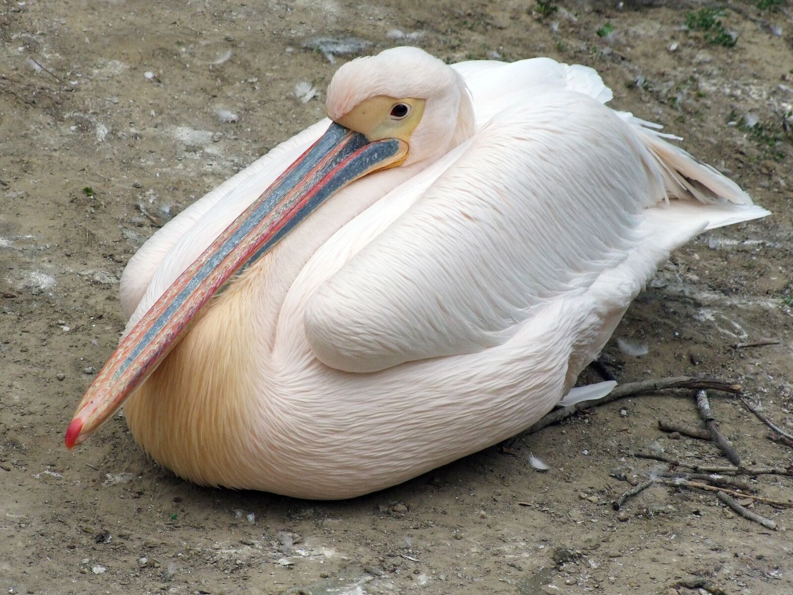 Fujifilm FinePix S100fs sample photo. Bird, zoo, sitting photography