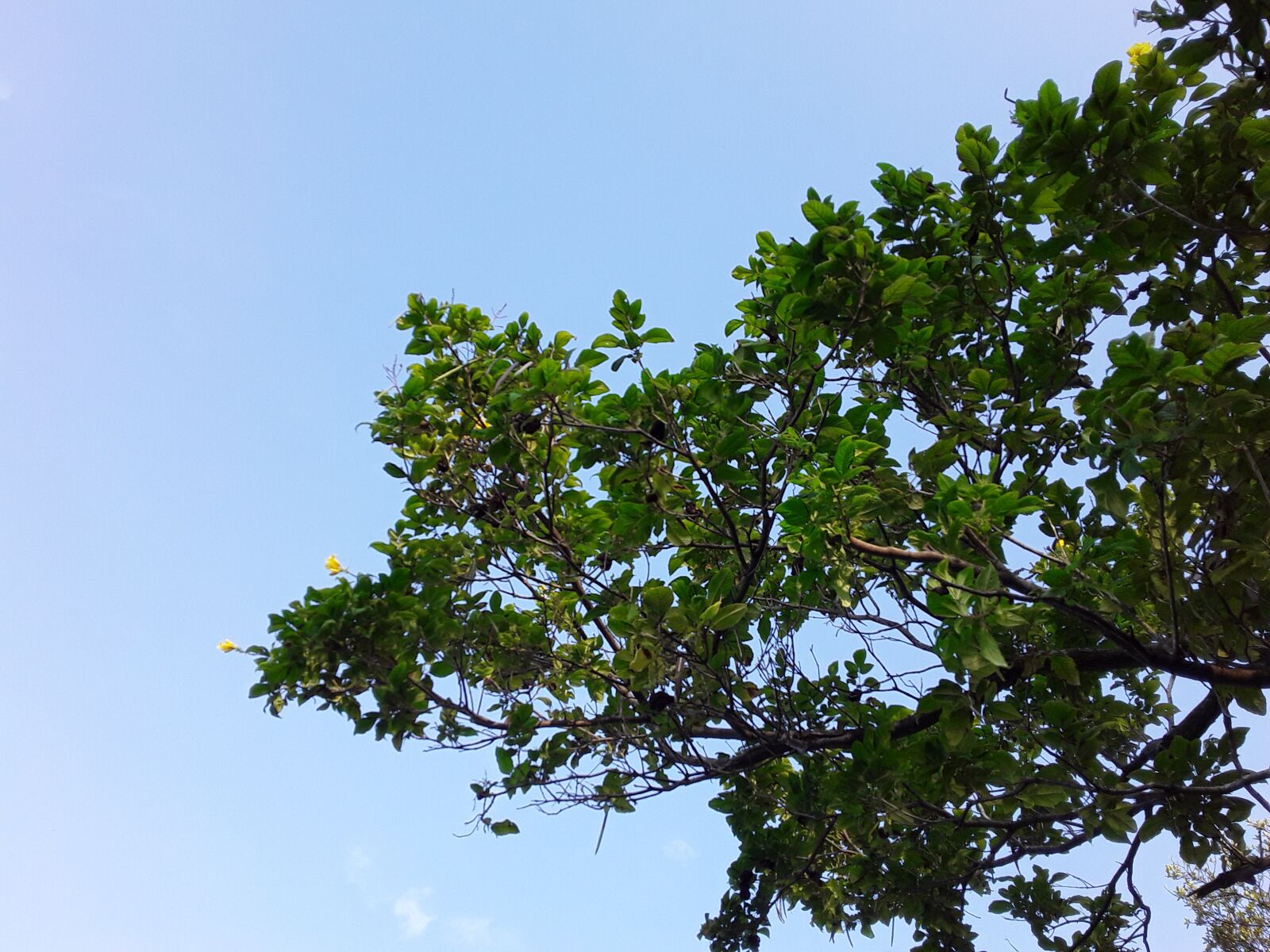 Samsung Galaxy J2 Core sample photo. Leaves, the cloud, heaven photography