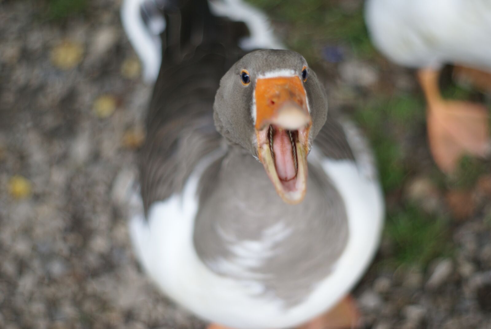 Sony Alpha DSLR-A100 sample photo. Goose, ganter, pomeranian goose photography