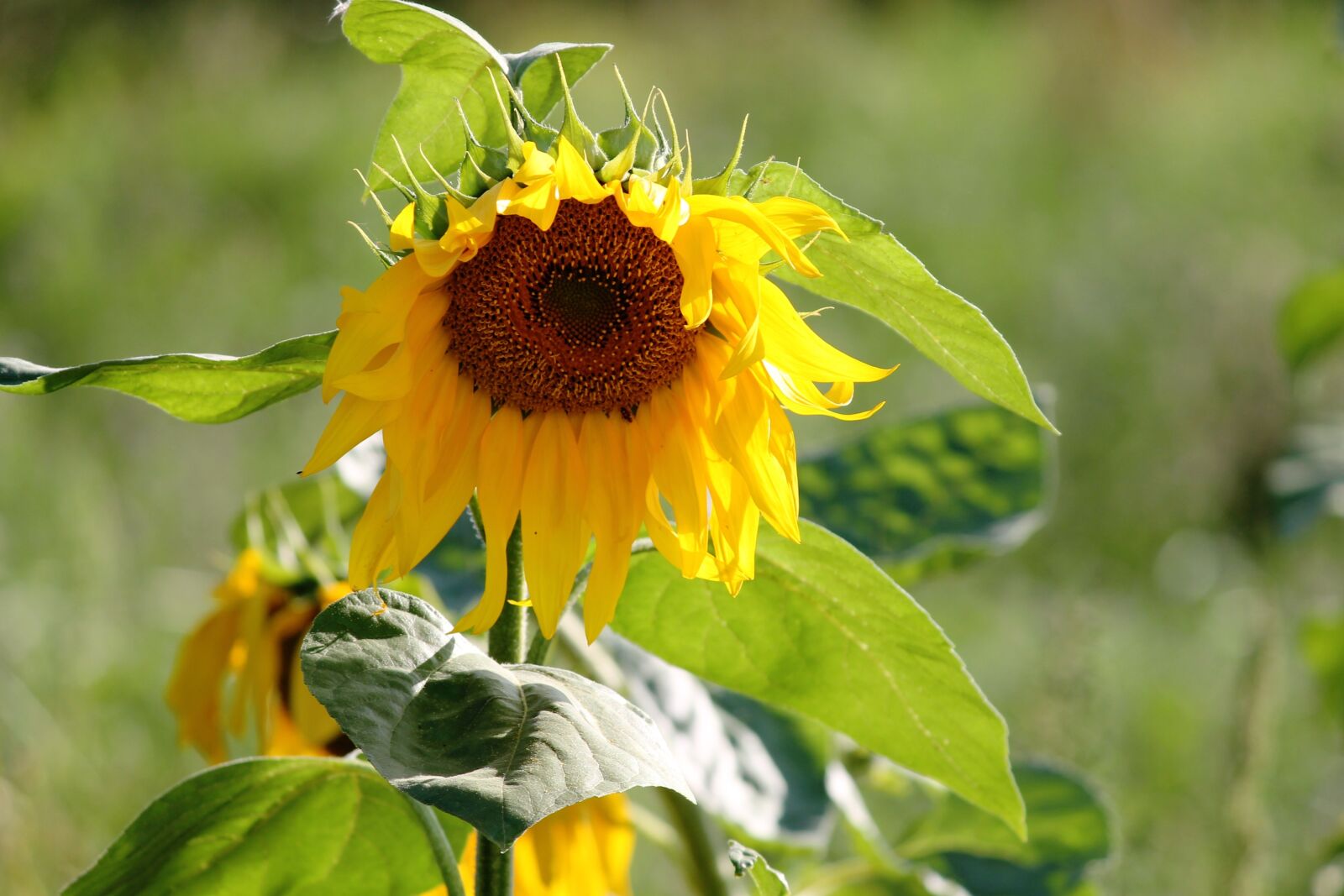 Canon EOS 1100D (EOS Rebel T3 / EOS Kiss X50) sample photo. Sunflower, wild, yellow photography