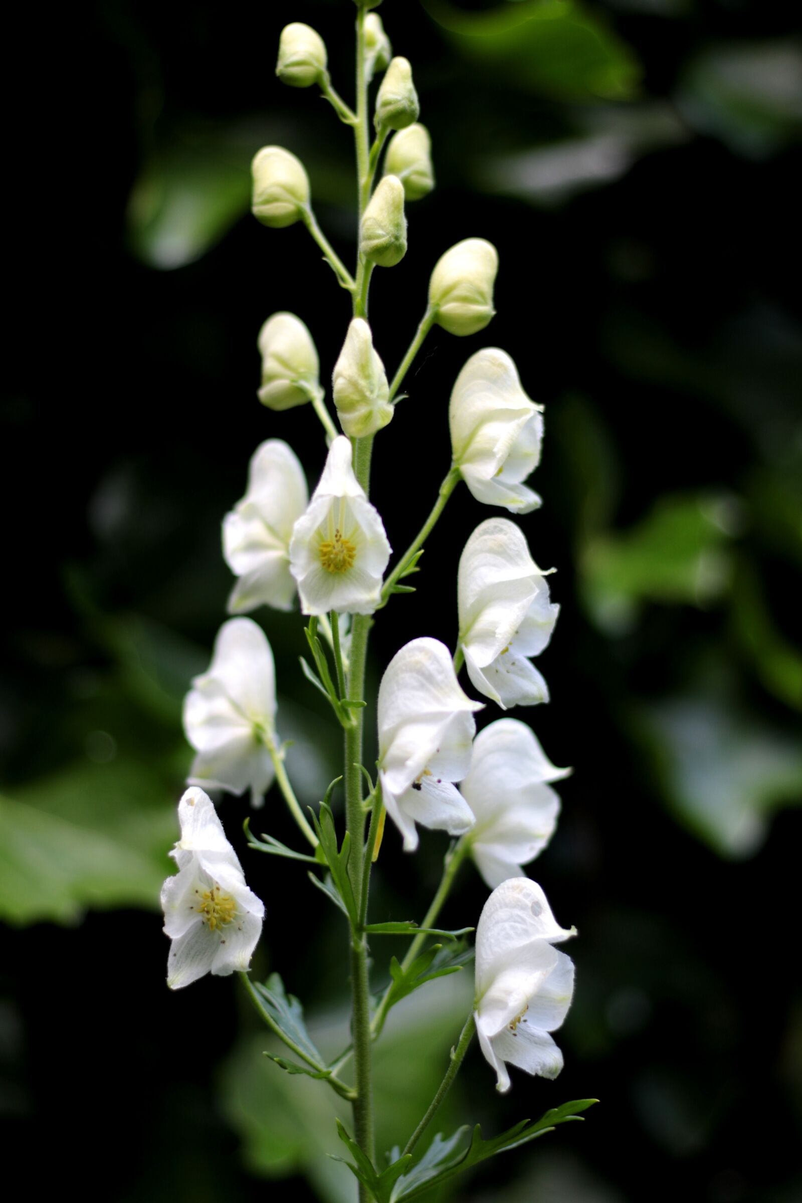 Canon EOS 7D Mark II sample photo. Aconite, white, flowers photography