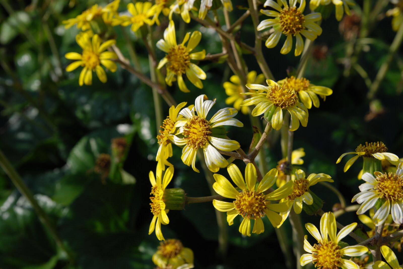 Nikon D80 sample photo. Flowers, flower, landscape photography