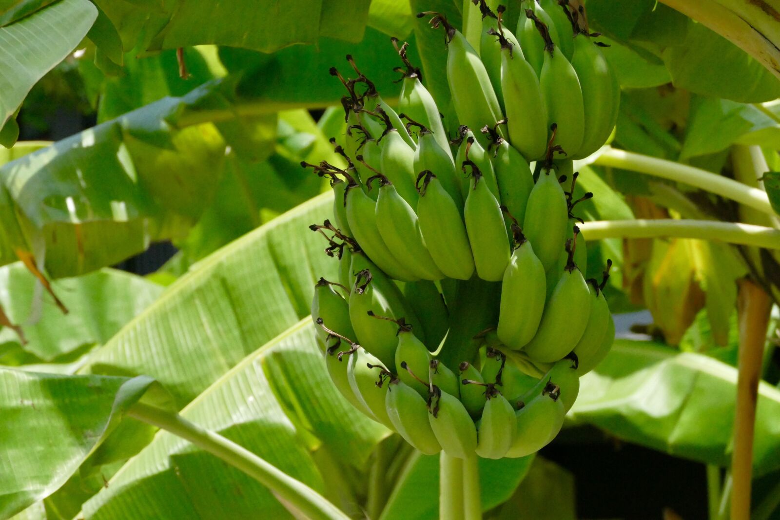 Panasonic Lumix DMC-FZ1000 sample photo. Dessert banana, plant, nature photography
