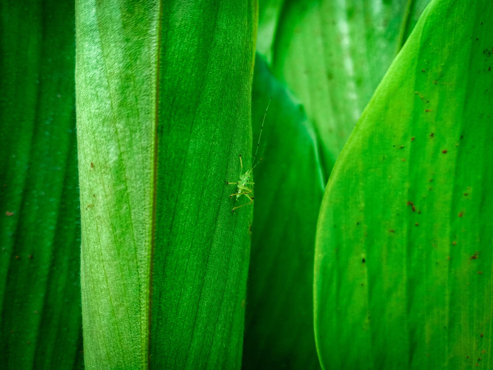OPPO F7 sample photo. The green grasshopper, blitar photography