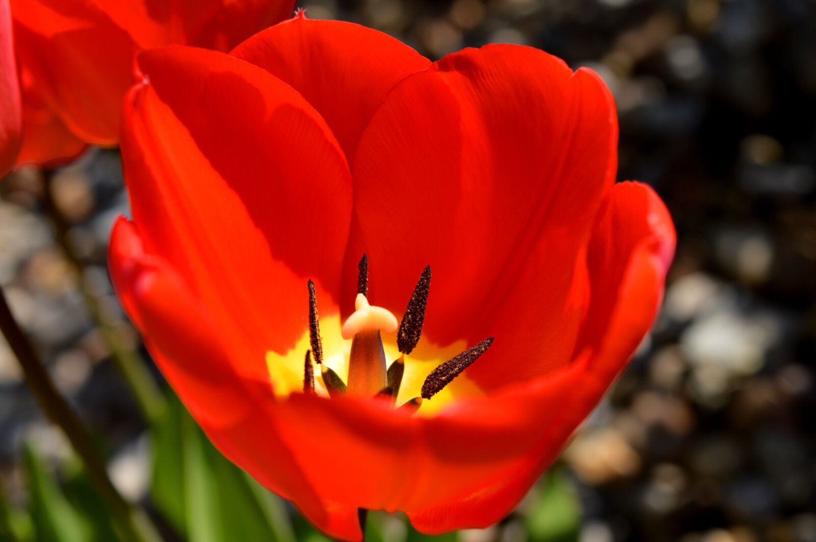 Nikon D3200 sample photo. Tulip, red, close up photography
