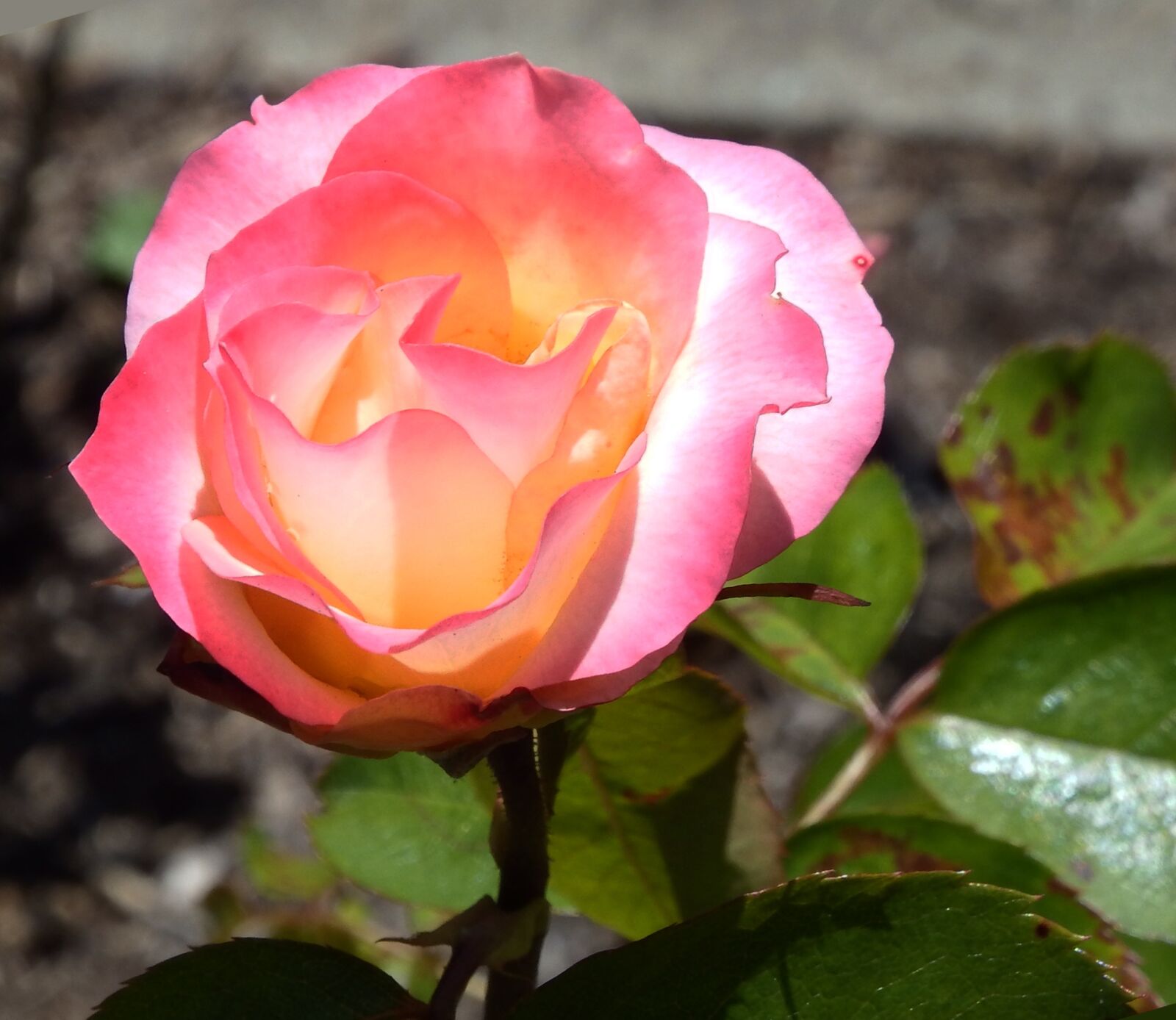 Fujifilm FinePix SL1000 sample photo. Rose, pink, yellow photography