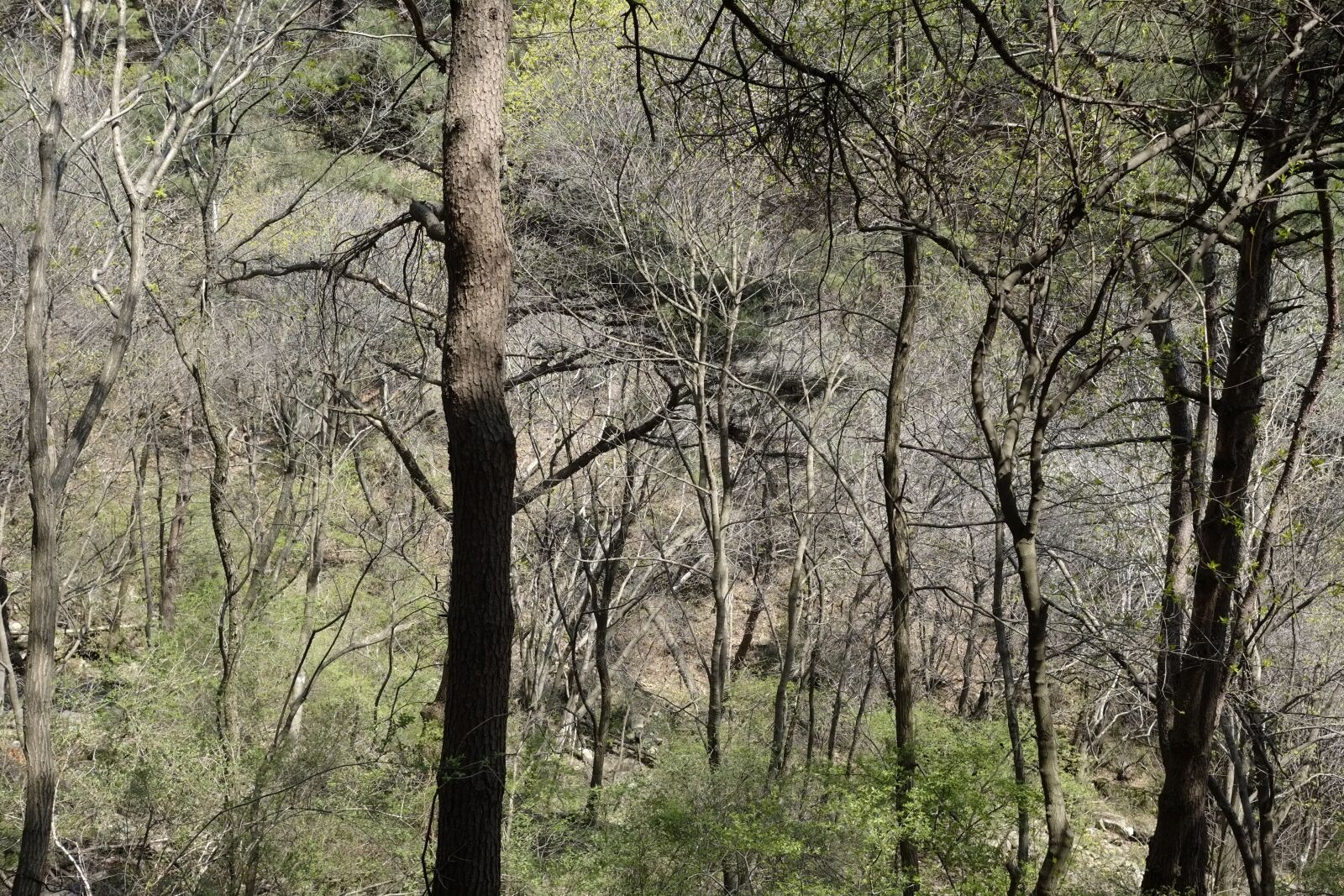 Fujifilm X-Pro1 sample photo. Forest, trees, land photography