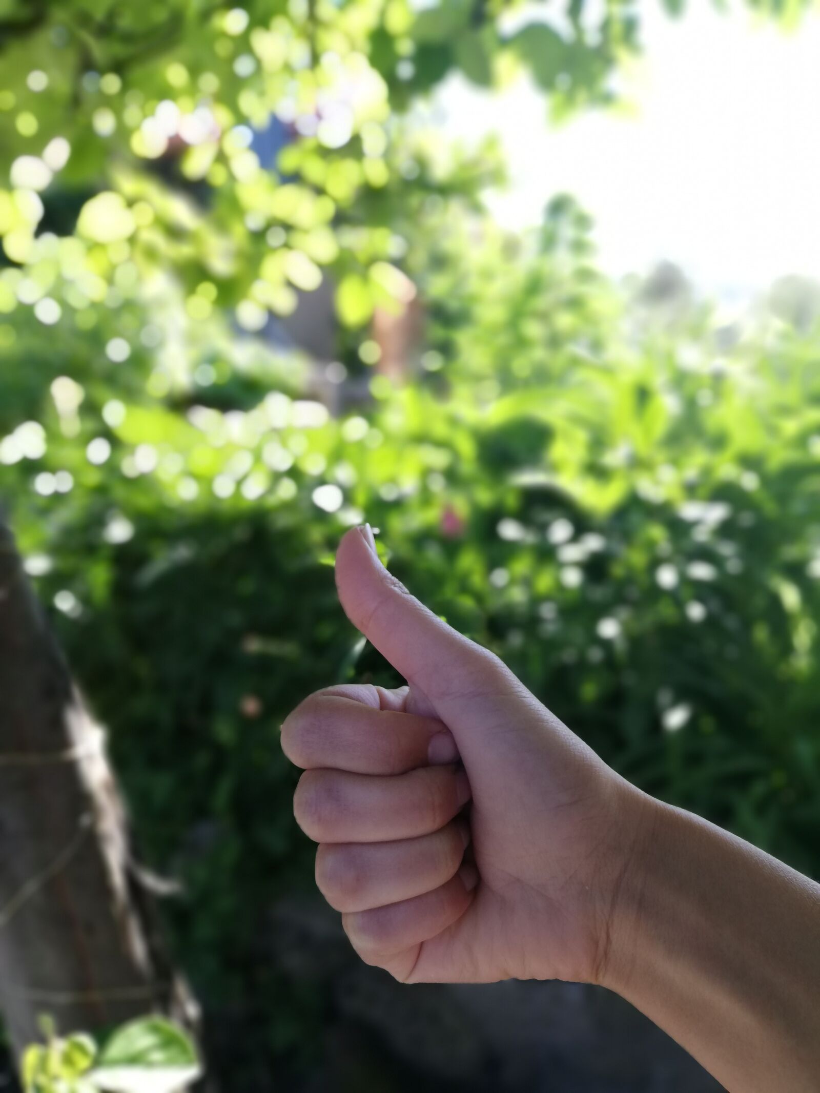 HUAWEI P20 lite sample photo. Thumb, garden, hand photography