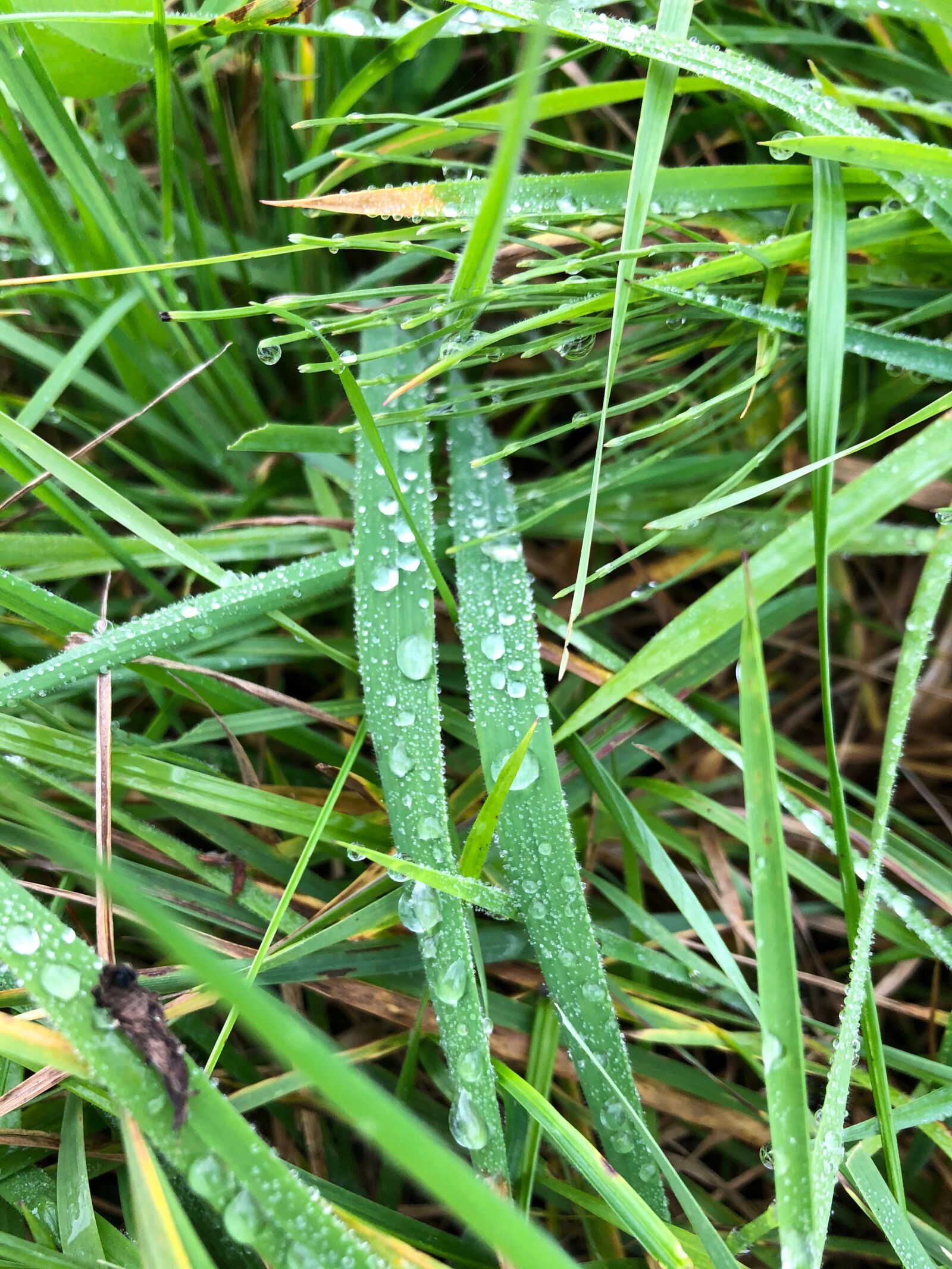 Apple iPhone 8 + iPhone 8 back camera 3.99mm f/1.8 sample photo. Grass, wet, drip photography