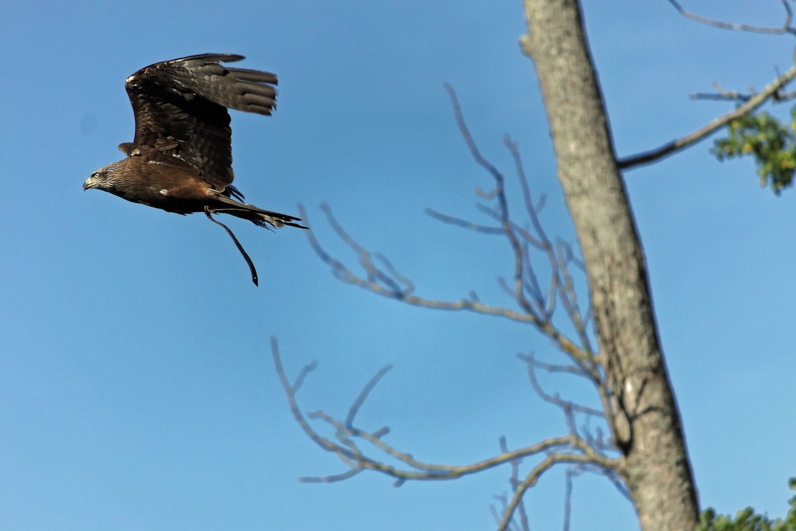 Canon EOS 50D sample photo. Bird, flight, animal photography