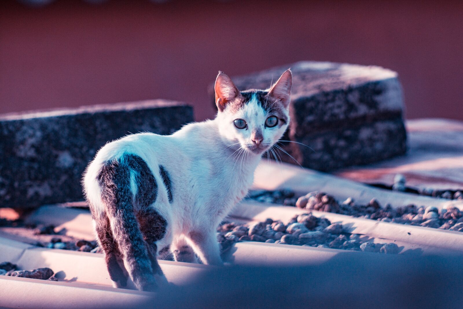 Canon EOS 600D (Rebel EOS T3i / EOS Kiss X5) sample photo. Animal, cat, kitten photography