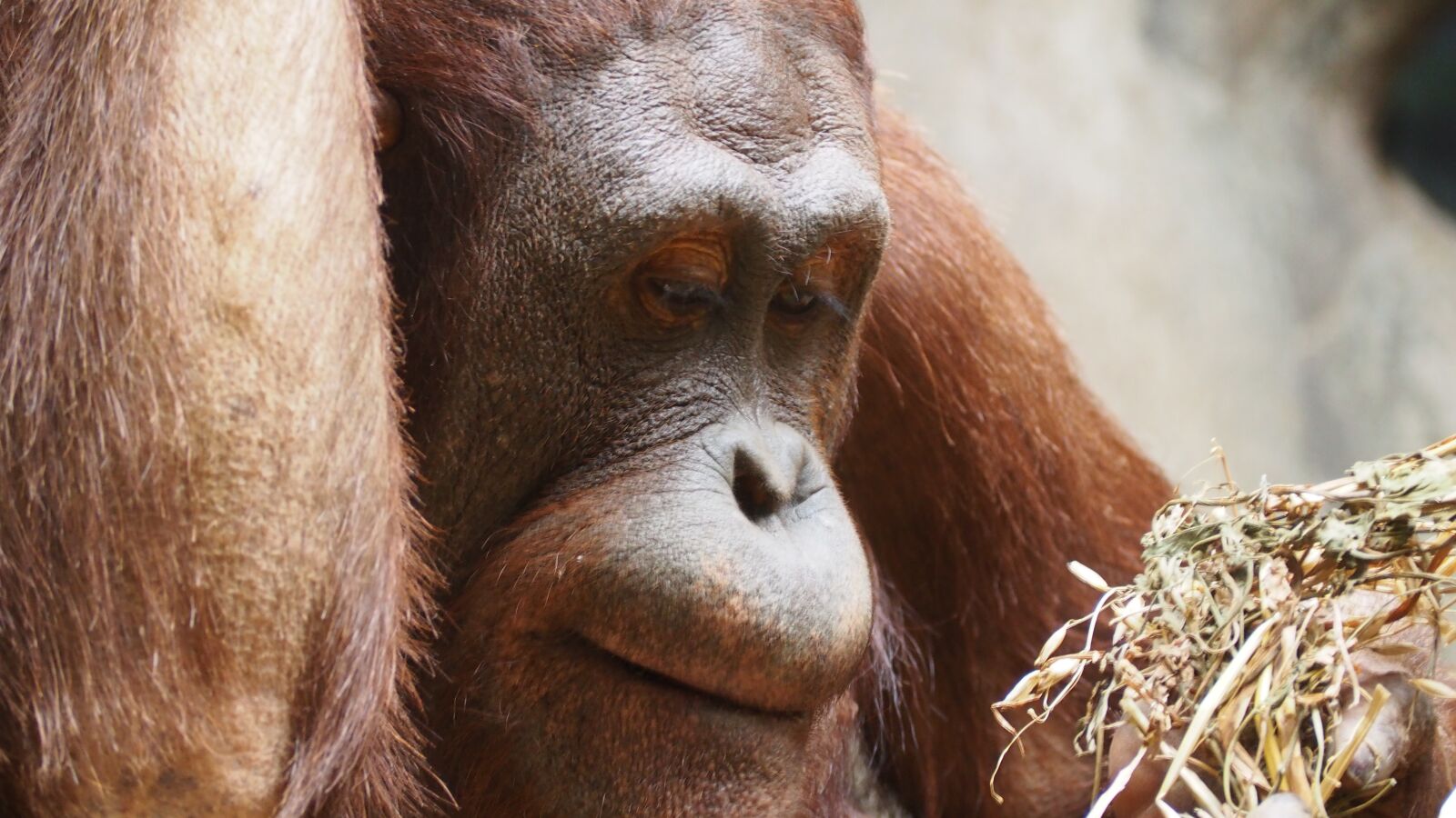 Olympus OM-D E-M10 II sample photo. Orangutan, monkey, ape photography