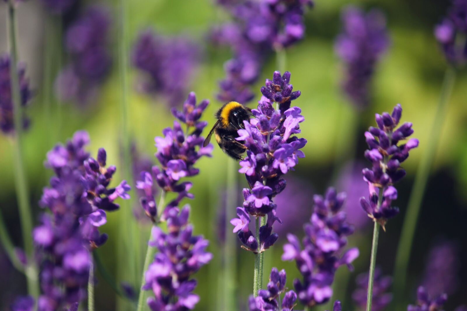 Canon EOS 550D (EOS Rebel T2i / EOS Kiss X4) sample photo. Purple, flower, lilac photography