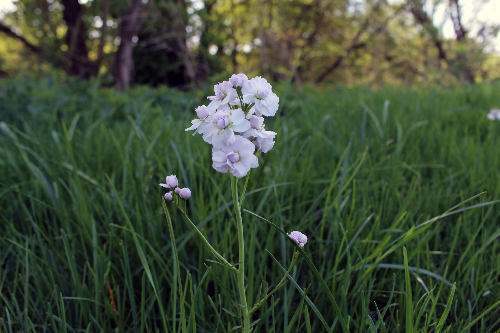 Canon EOS 700D (EOS Rebel T5i / EOS Kiss X7i) sample photo. Nature, flower, plant photography