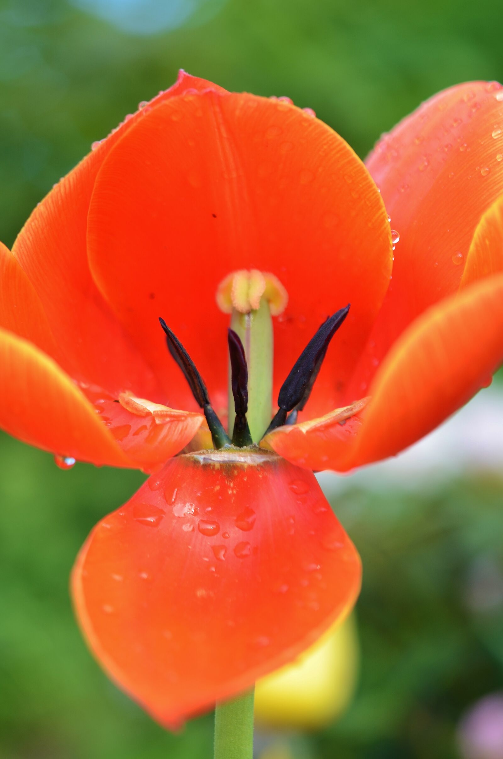 Nikon D7000 sample photo. Tulip, flower, spring photography