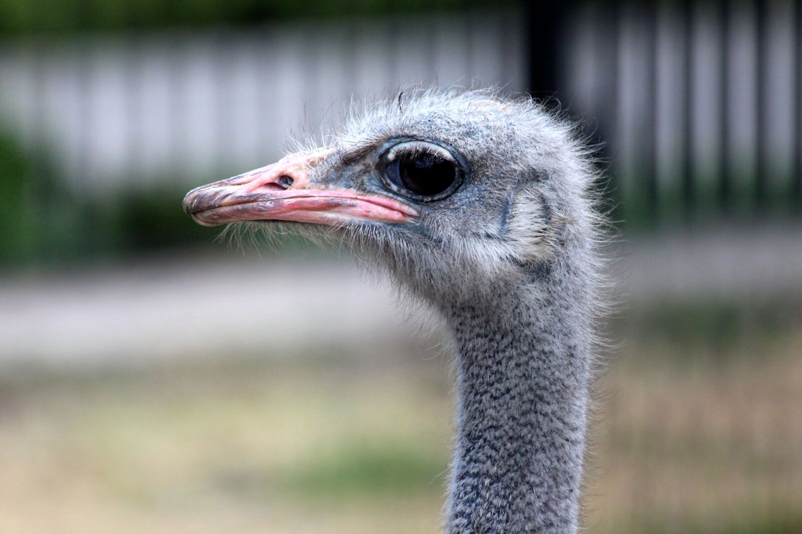 Canon EOS 650D (EOS Rebel T4i / EOS Kiss X6i) sample photo. Ostrich, bird, animals photography
