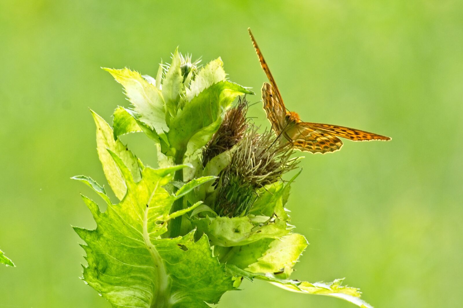 Nikon D7100 sample photo. Butterfly, mother of pearl photography