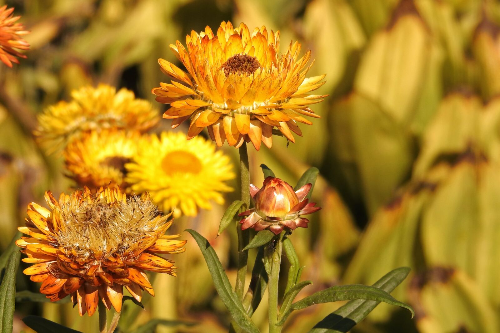 Nikon Coolpix P900 sample photo. Straw flowers, yellow, flower photography