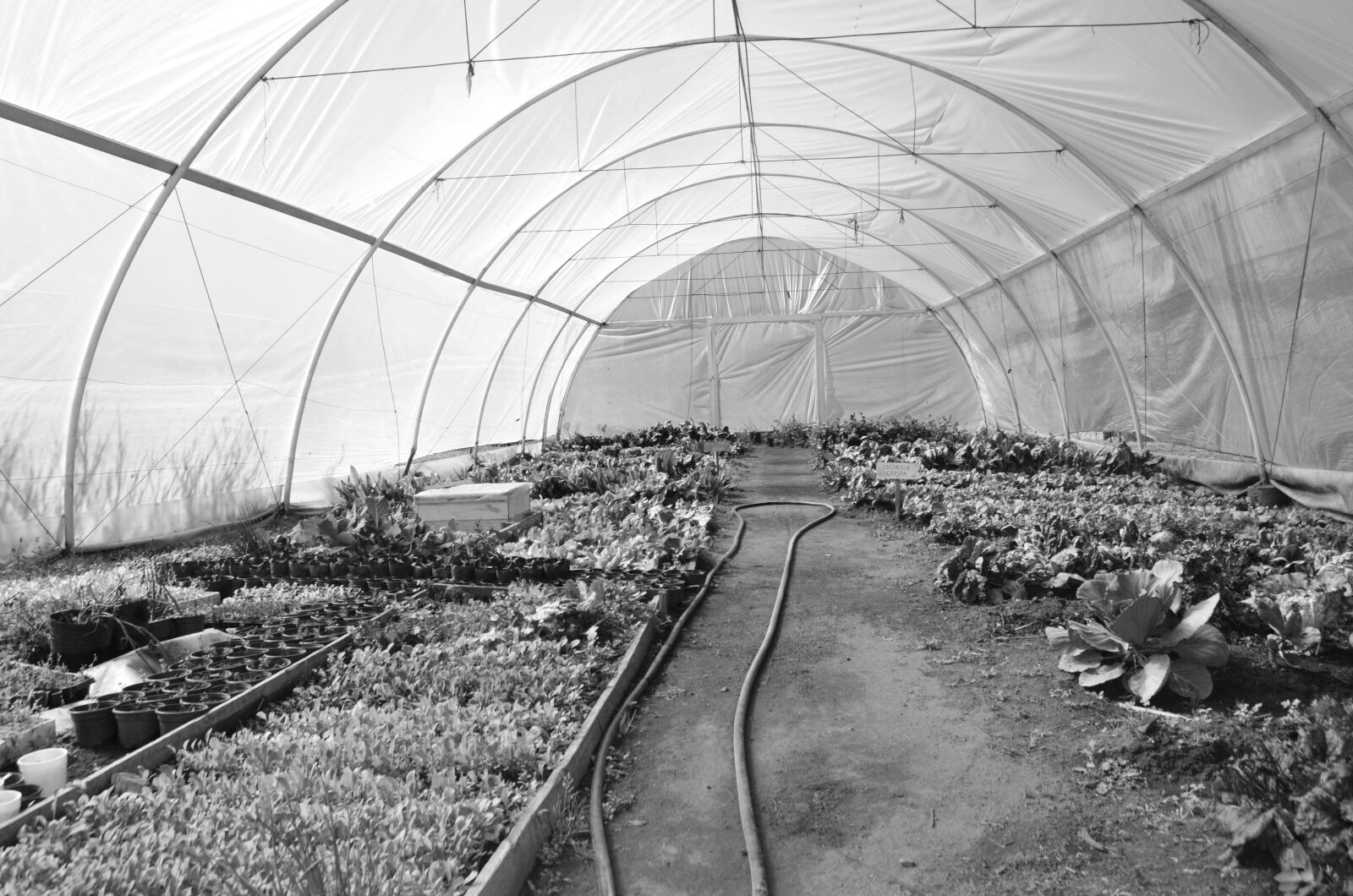 Nikon D5100 sample photo. Nursery, greenhouse, planting photography