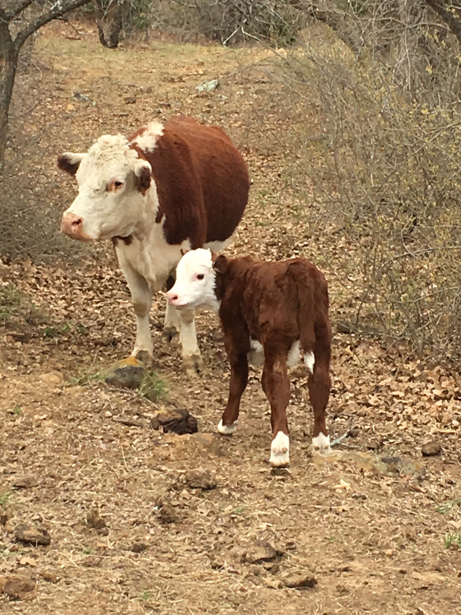 iPhone 6s back camera 4.15mm f/2.2 sample photo. Cow, calf, hereford photography