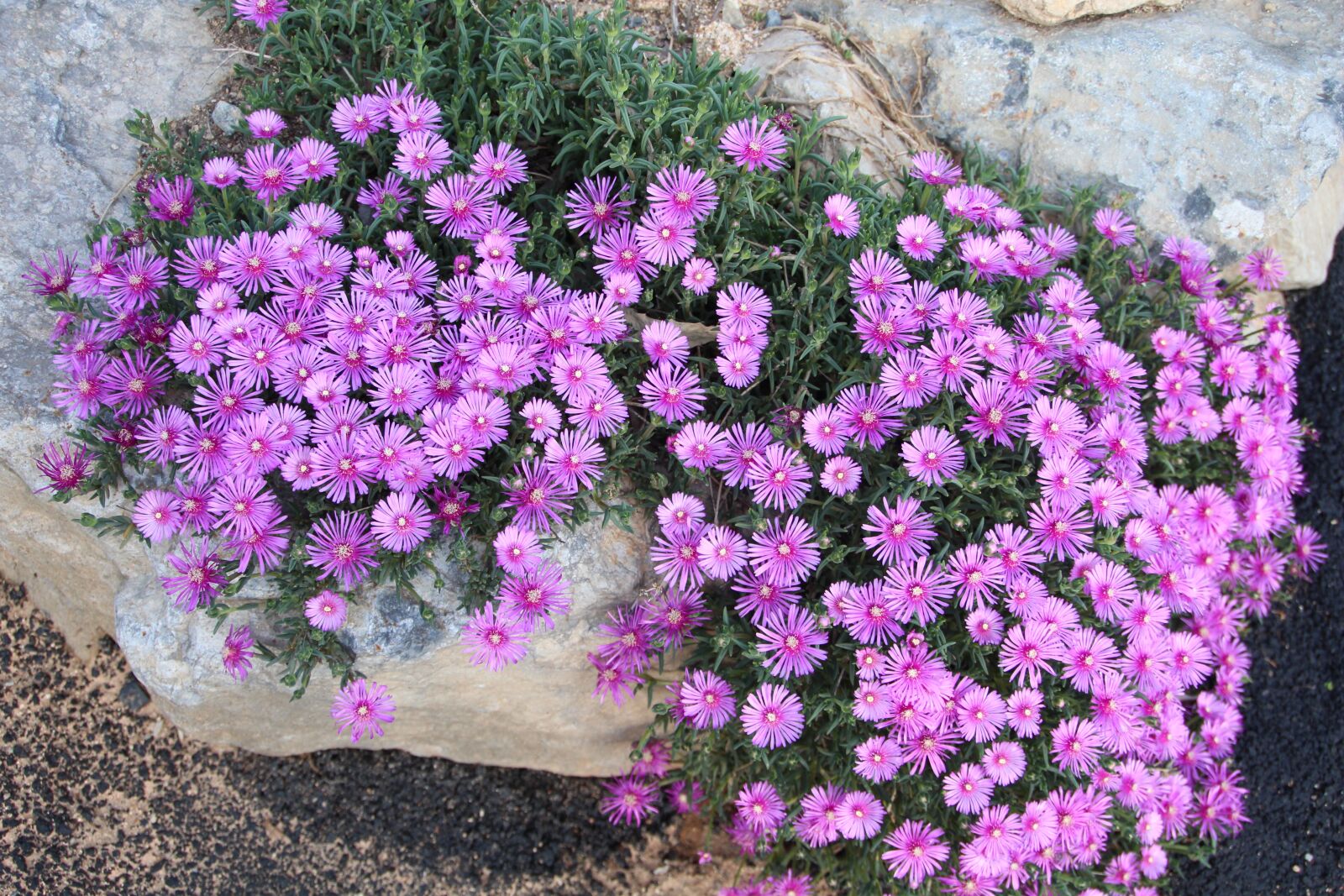 Canon EOS 650D (EOS Rebel T4i / EOS Kiss X6i) sample photo. Flowers, flower, nature photography