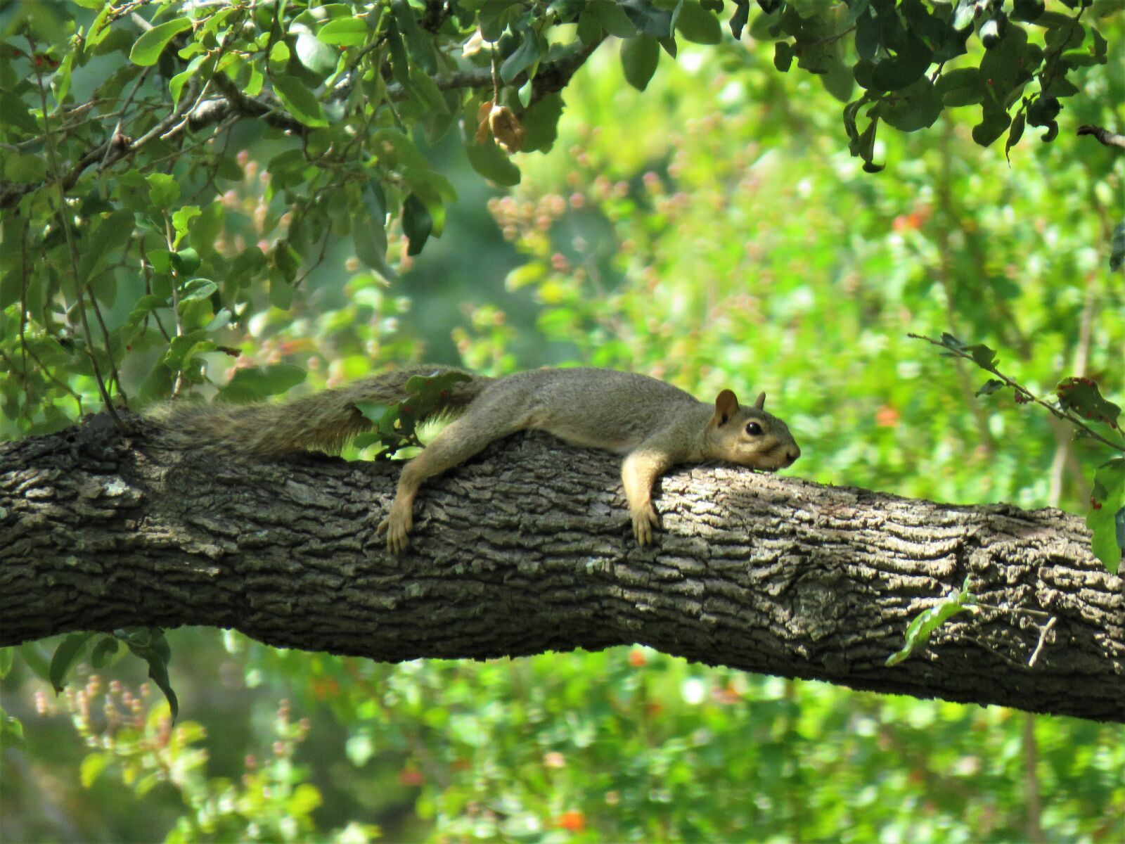 Canon PowerShot SX60 HS sample photo. Squirrel, cute, funny photography