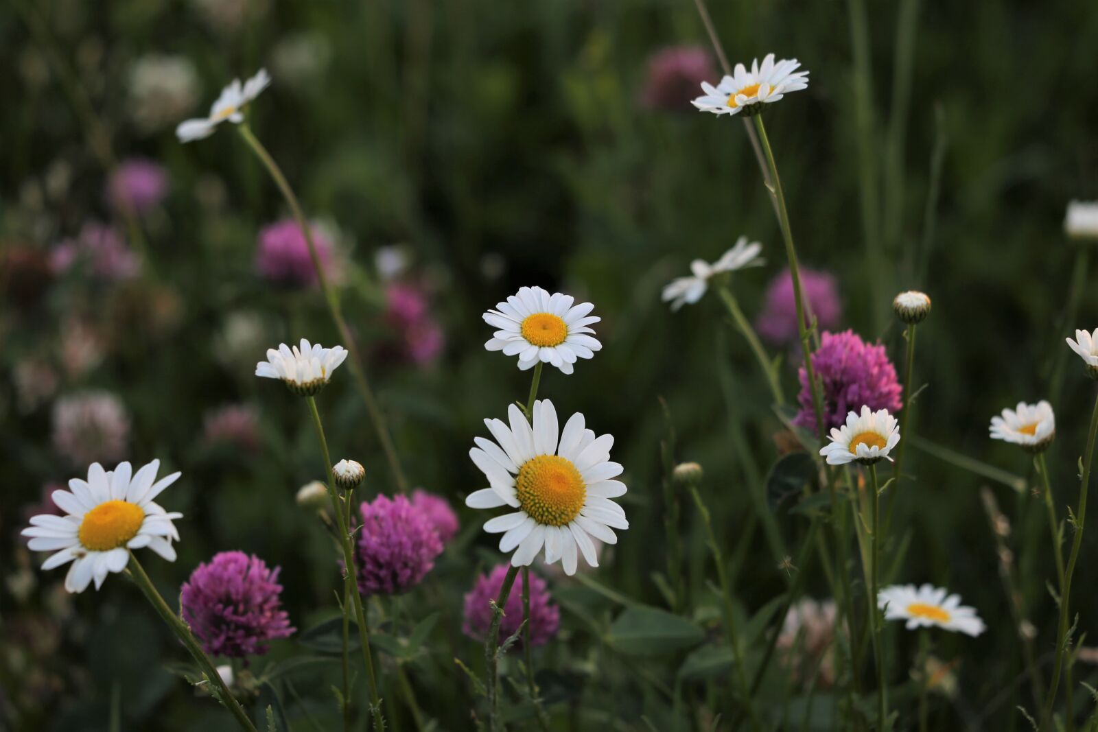 Canon EOS 6D + Canon EF 70-300 F4-5.6 IS II USM sample photo. Daisy, red clover, flowers photography