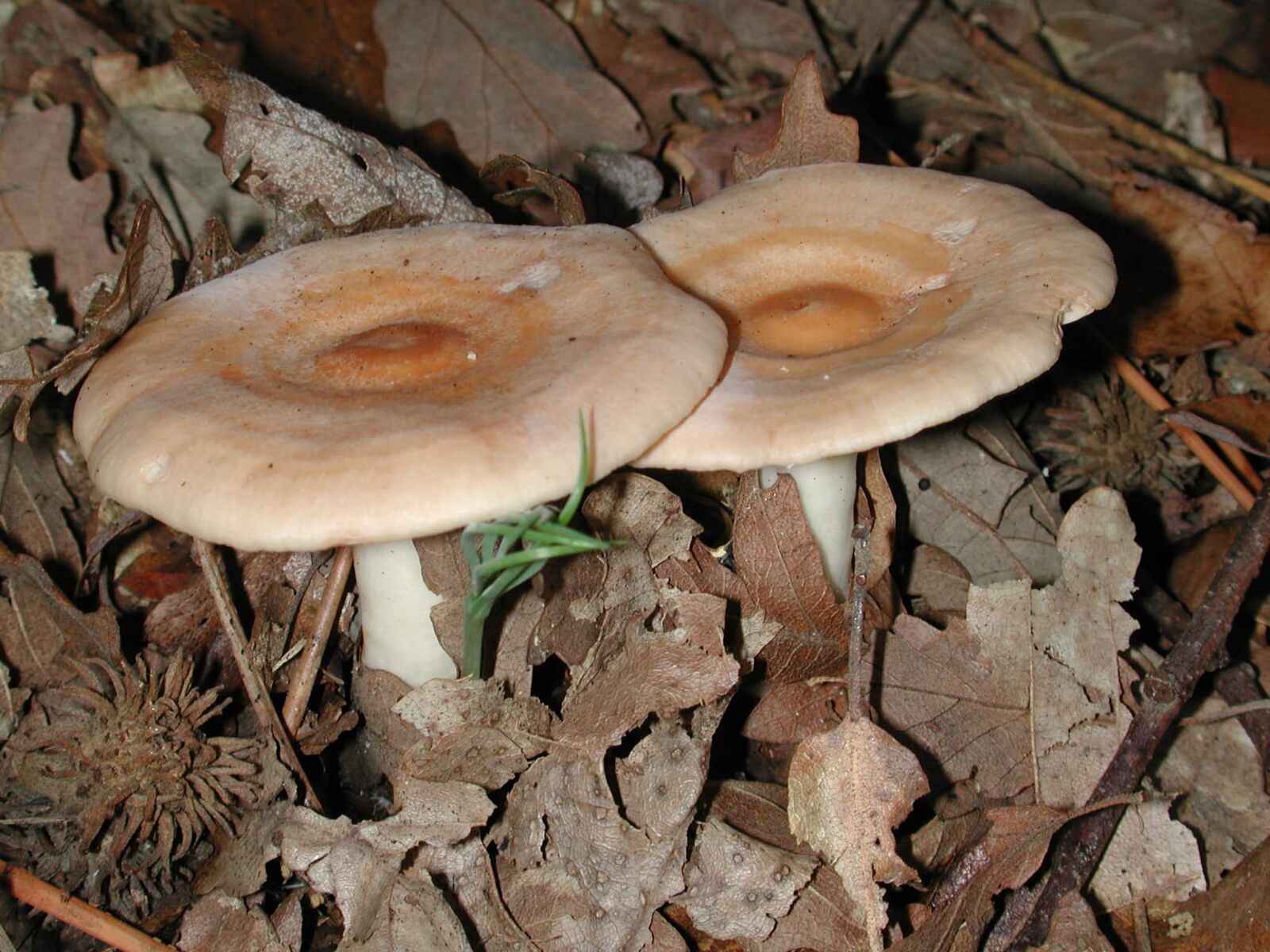 Nikon E990 sample photo. Poison, brown mushroom, dry photography