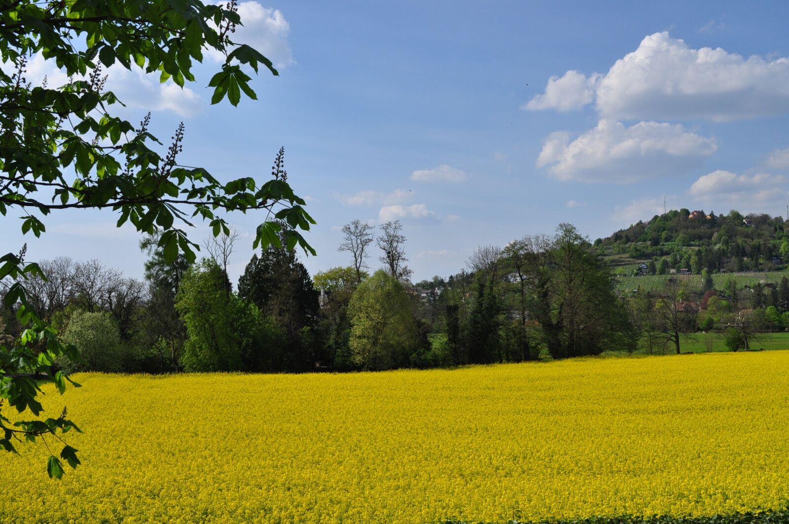 Nikon D5000 sample photo. Landscape, yellow, spring photography