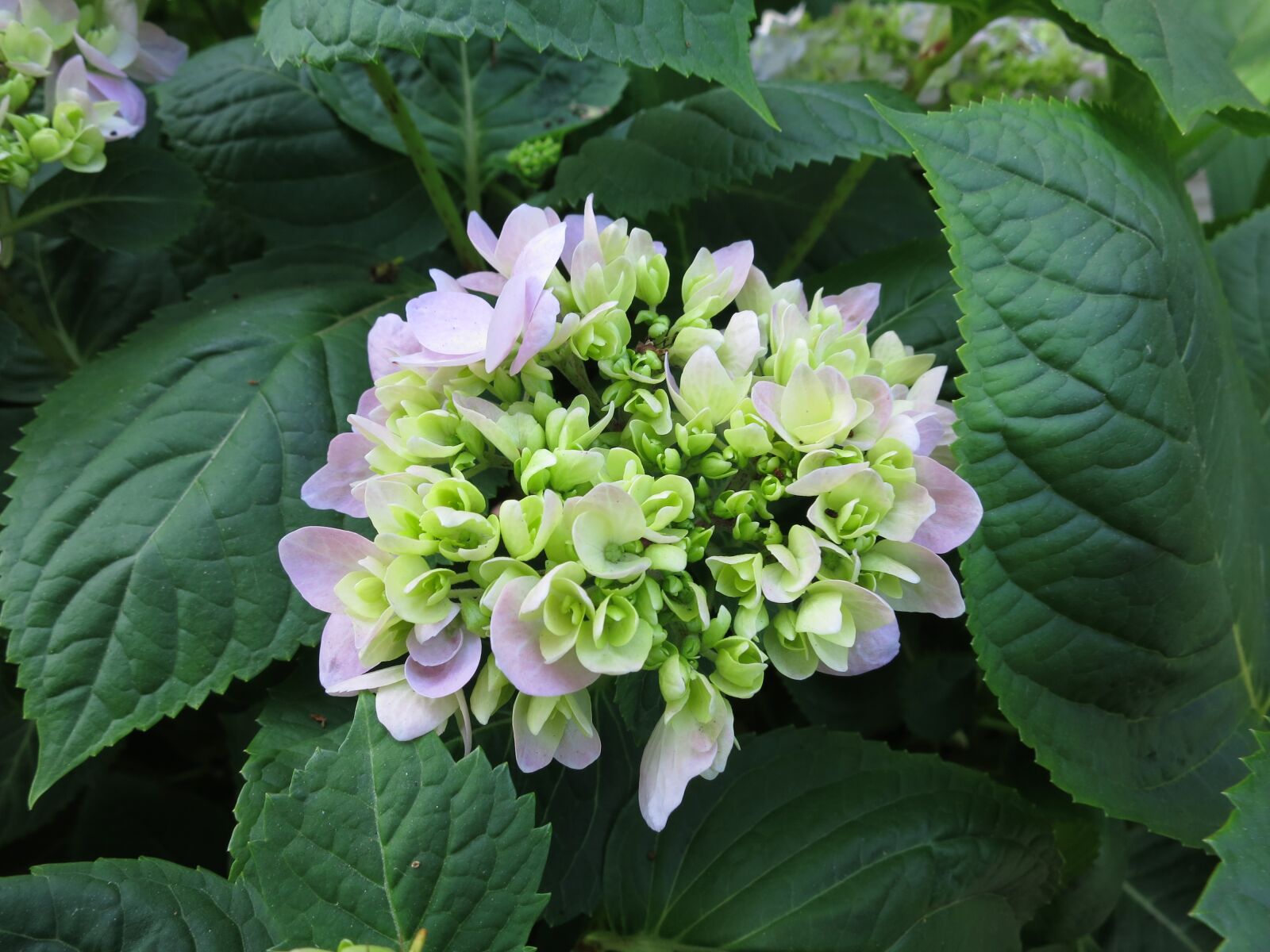 Canon PowerShot S100 sample photo. Flower, hydrangea, floral photography