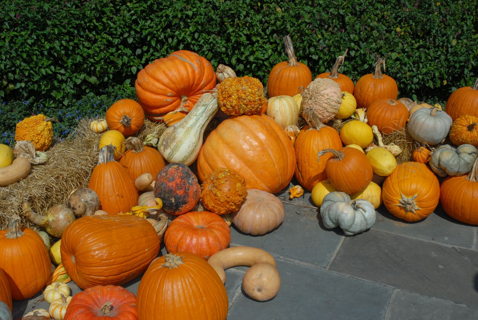 Nikon D200 sample photo. Pumpkin, october, halloween photography