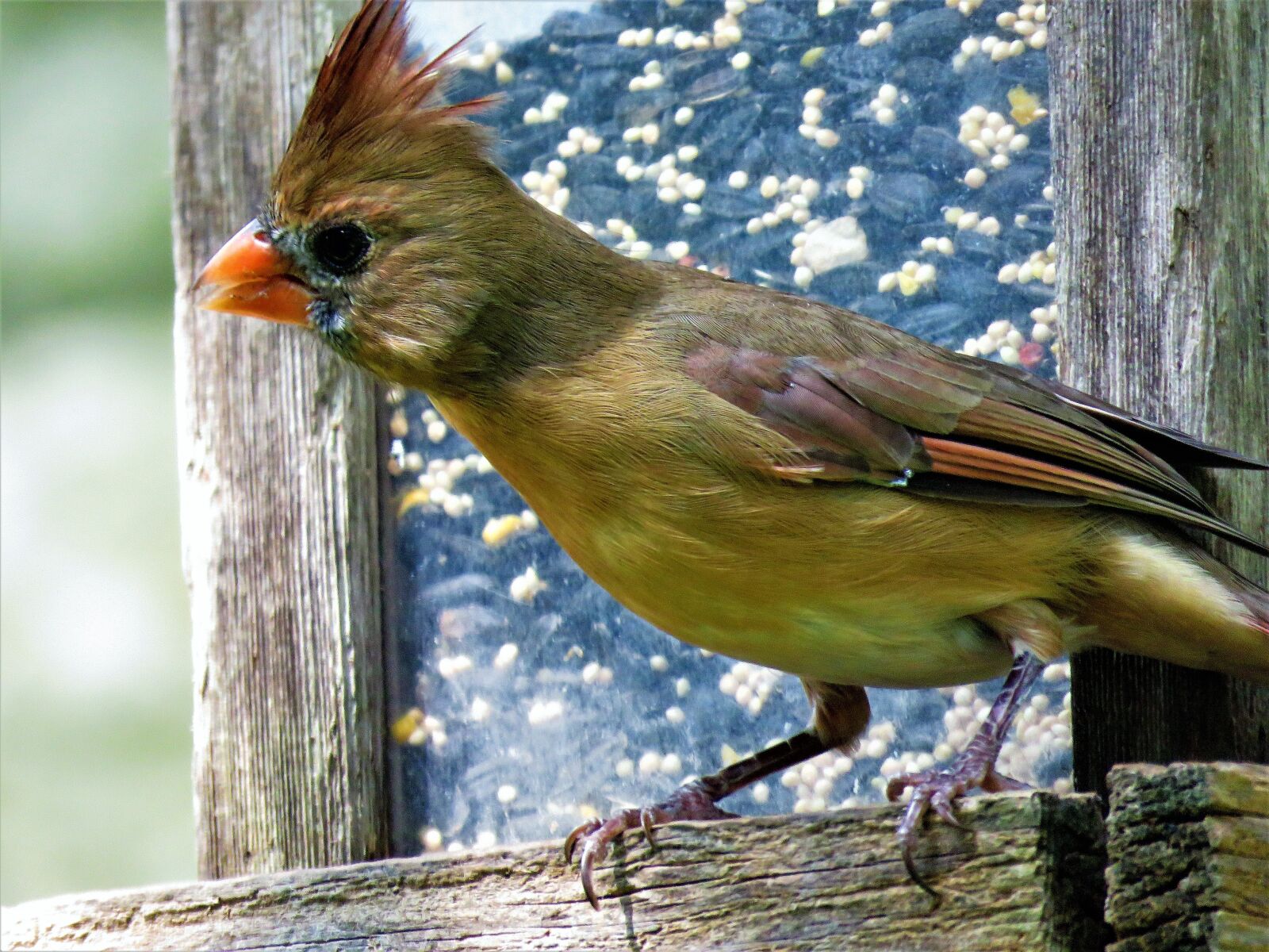 Canon PowerShot SX60 HS sample photo. Bird, close up, colorful photography