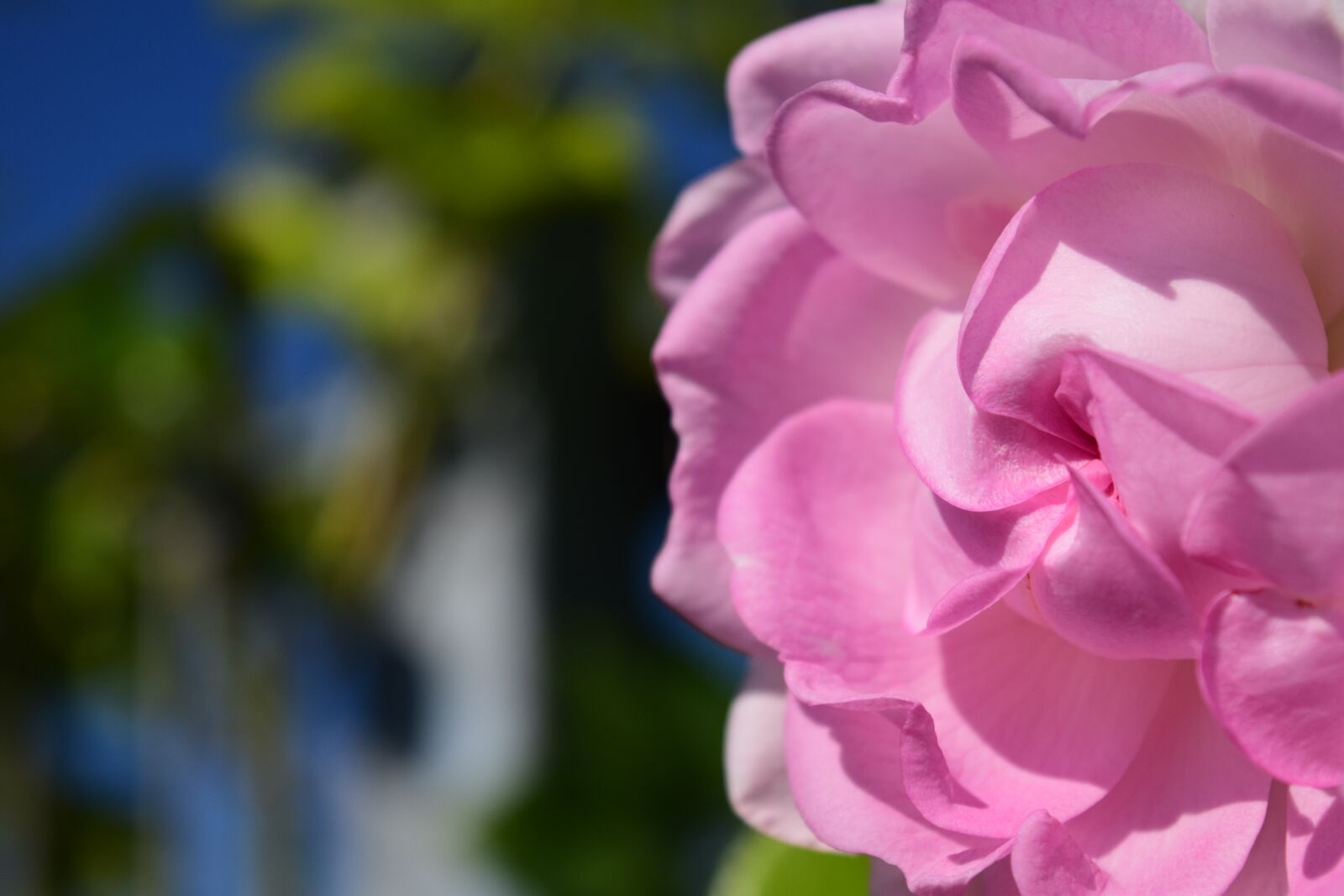 Nikon D3300 sample photo. Rose, pink, pink rose photography