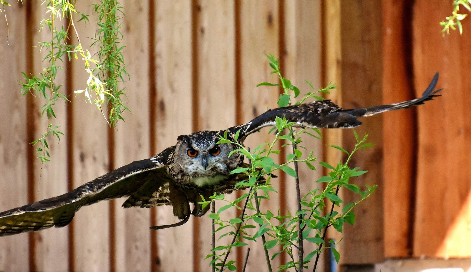 Nikon D7200 sample photo. Owl, bird, feather photography