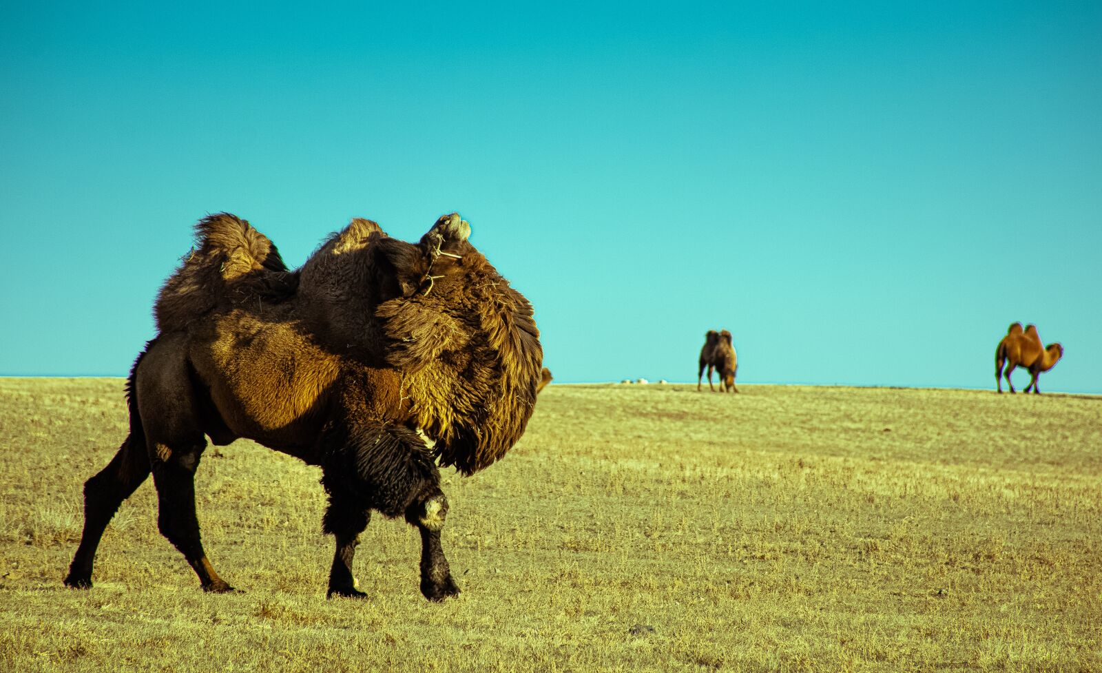Nikon D7100 sample photo. Animal, camel, portrait photography