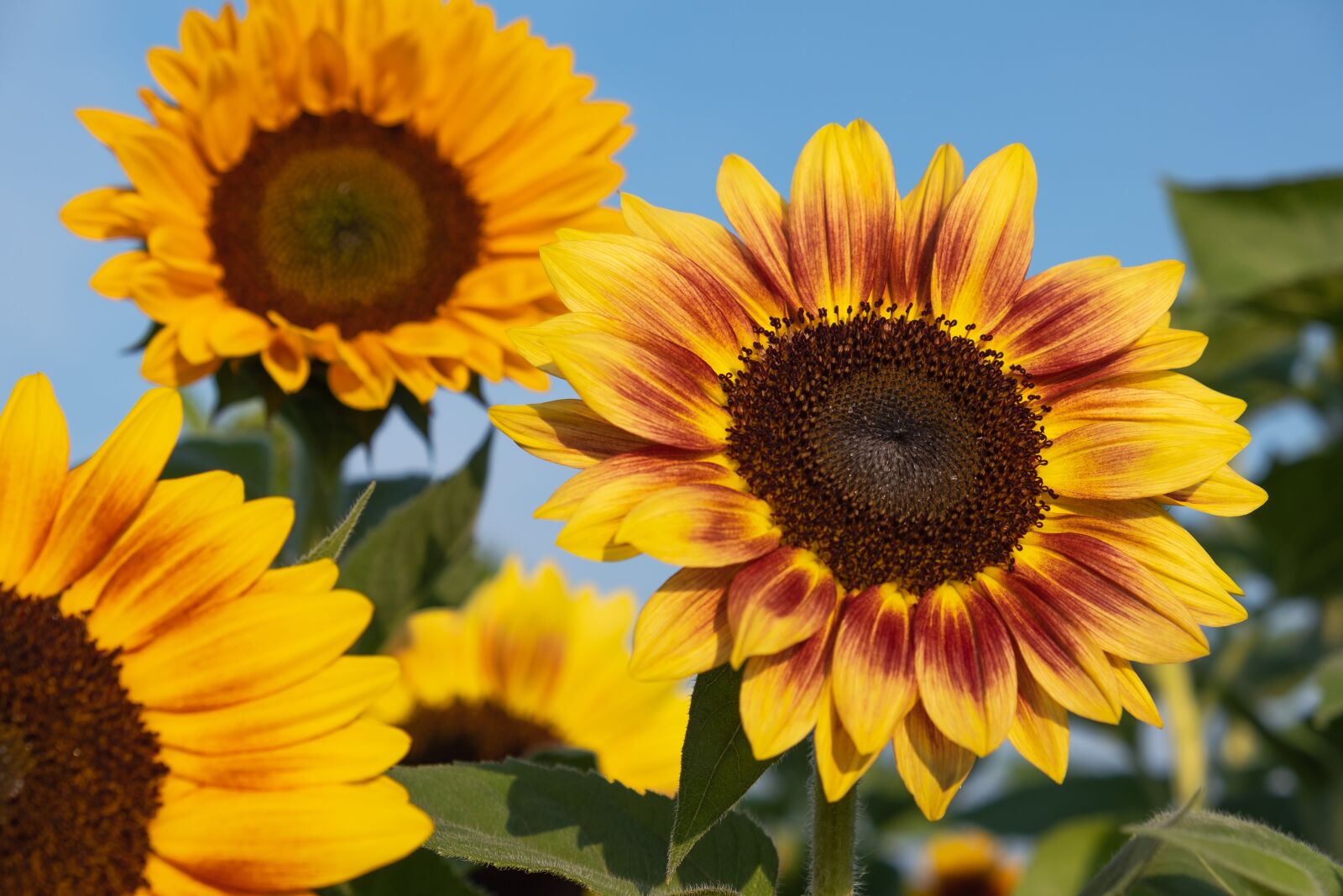 Fujifilm X-T30 sample photo. Sunflower, flower, colorful photography