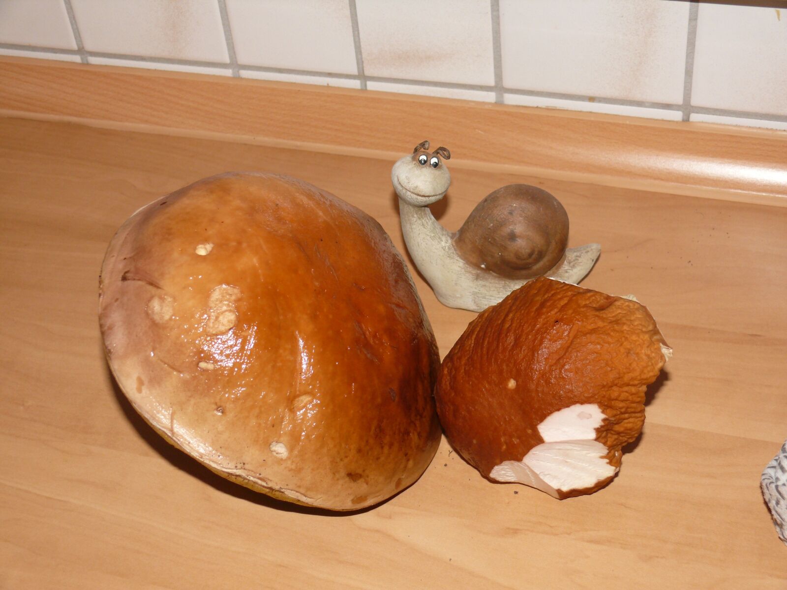 Panasonic DMC-FZ50 sample photo. Porcini mushrooms, mushrooms, nature photography