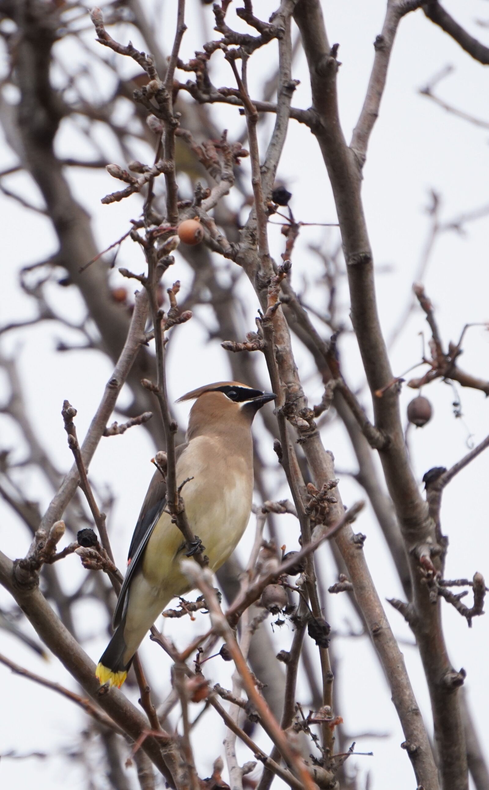 Sony E 55-210mm F4.5-6.3 OSS sample photo. Bird, cedar waxwing, nature photography