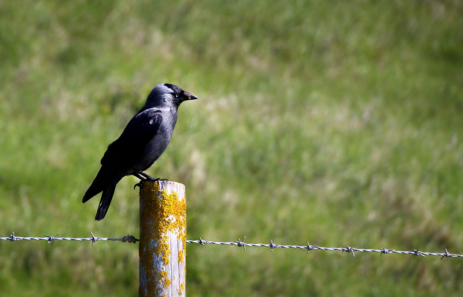 Canon EOS 1300D (EOS Rebel T6 / EOS Kiss X80) sample photo. Bird, raven, crow photography