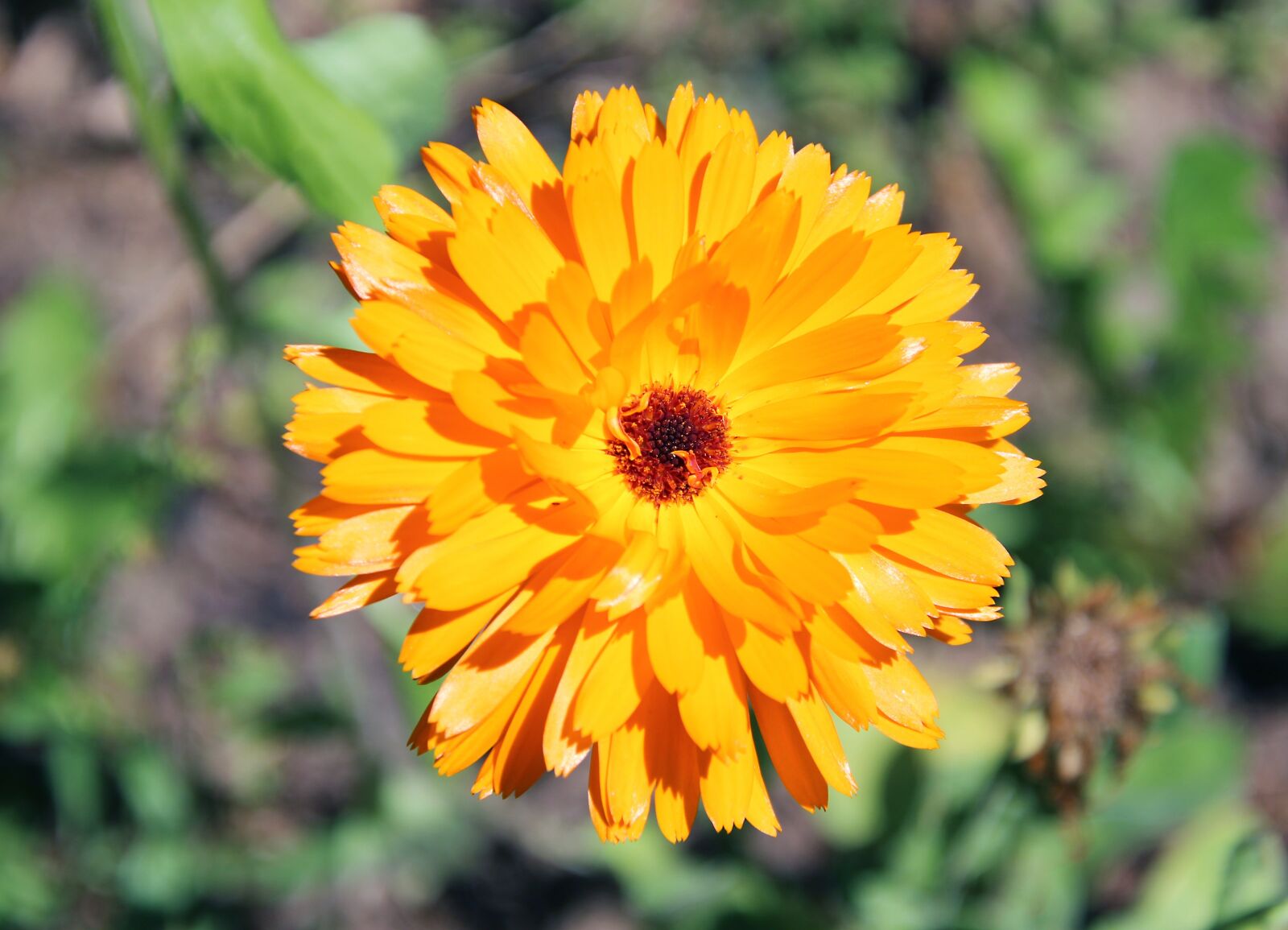 Canon EOS 700D (EOS Rebel T5i / EOS Kiss X7i) sample photo. Marigold, yellow, nature photography