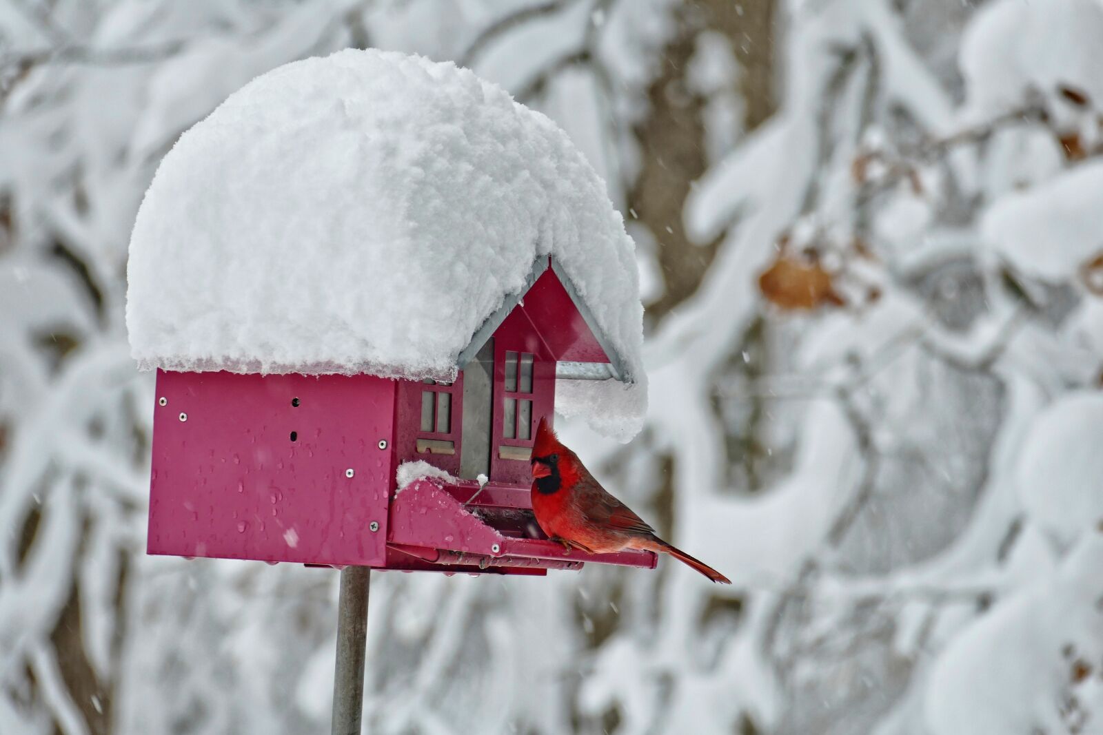 Panasonic Lumix DMC-FZ1000 sample photo. Winter, bird feeder, cardinal photography