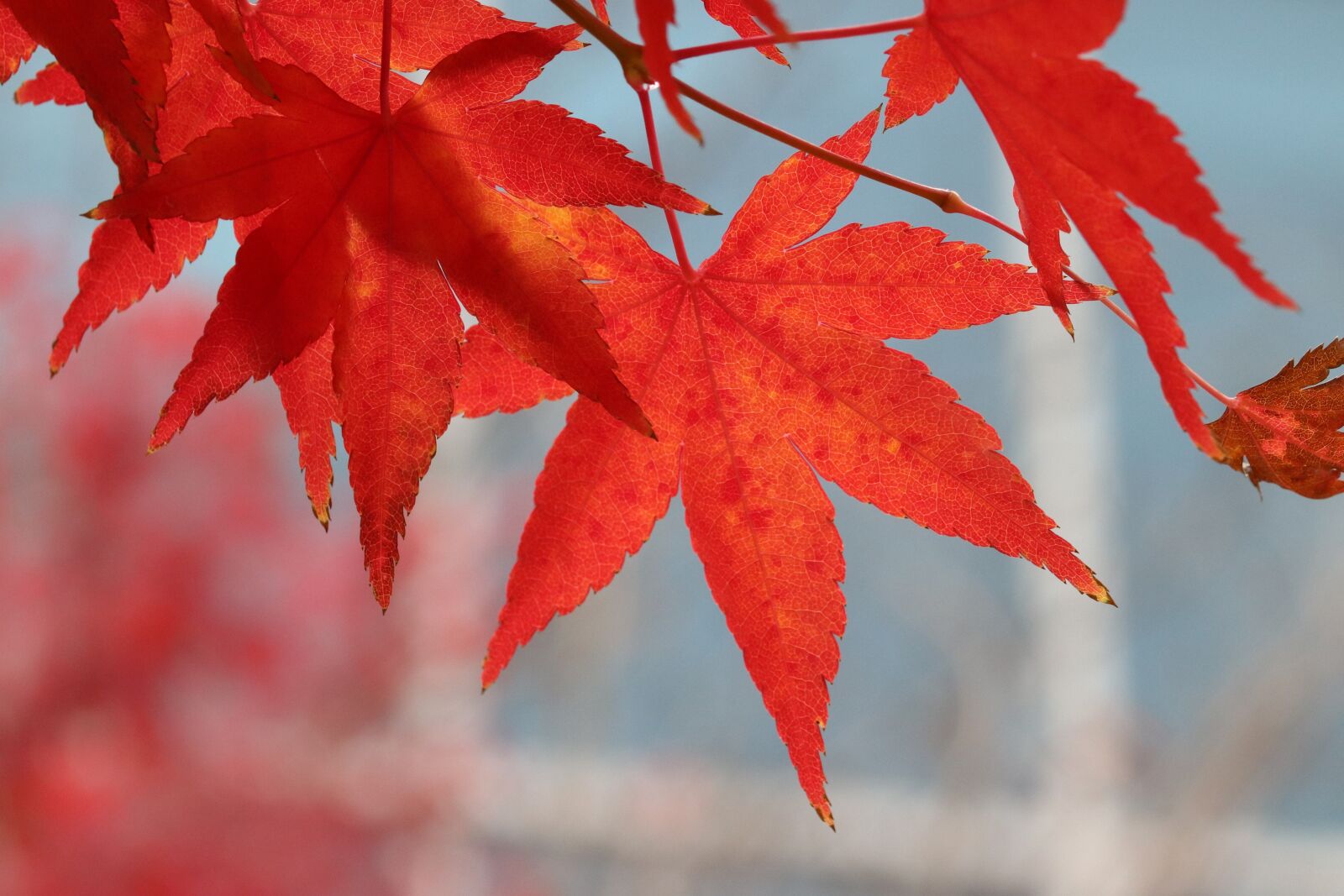 Canon EOS 800D (EOS Rebel T7i / EOS Kiss X9i) sample photo. Autumn leaves, maple, autumn photography