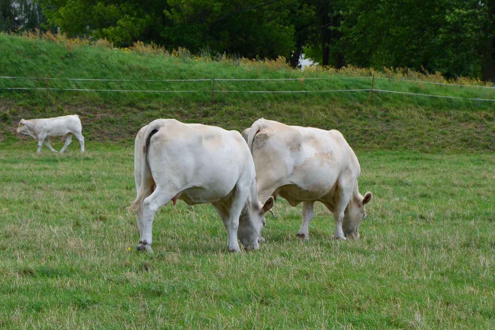 Nikon D5100 sample photo. Cows, pasture, graze photography